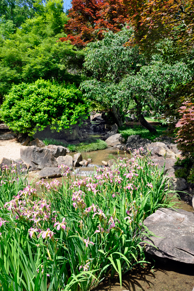 creek and flowers